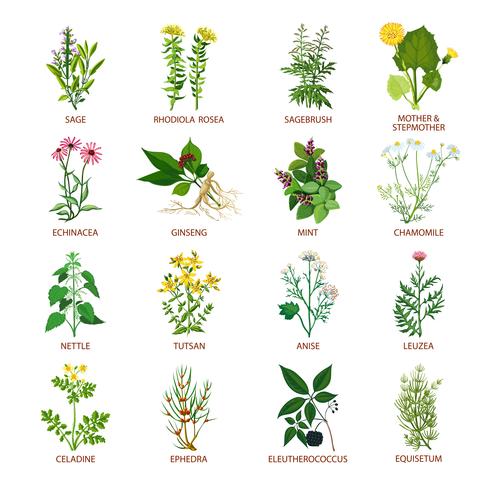 Medicinal Herbs Icons Flat vector