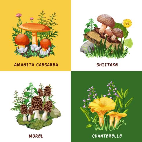 Wild Mushrooms 2x2 Design Concept vector