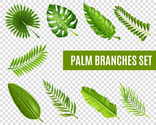 Conjunto de ramas de palmera vector