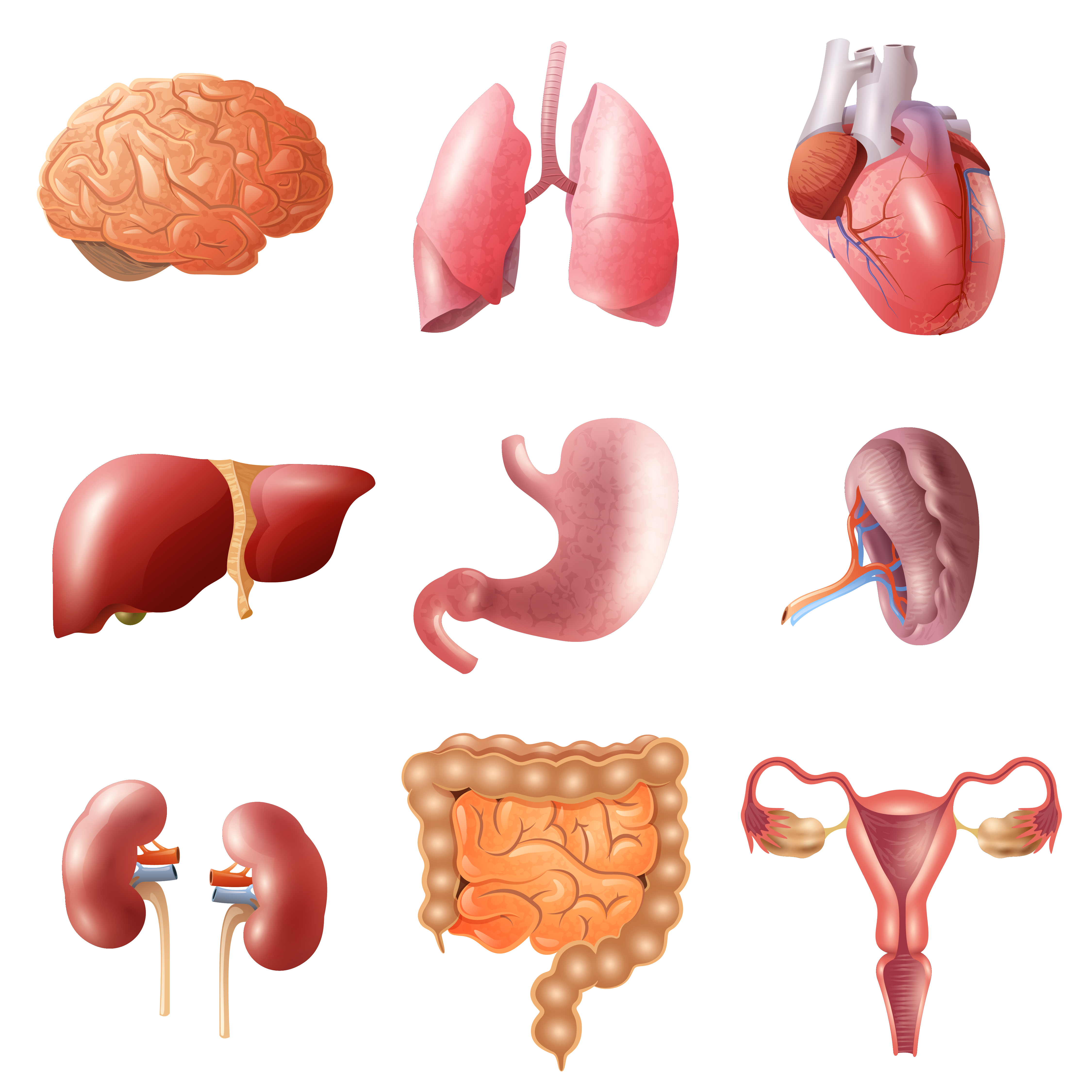 Human Organs Set 478217 Vector Art at Vecteezy