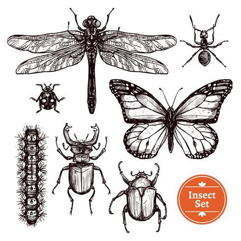 Hand Drawn Insect Set vector