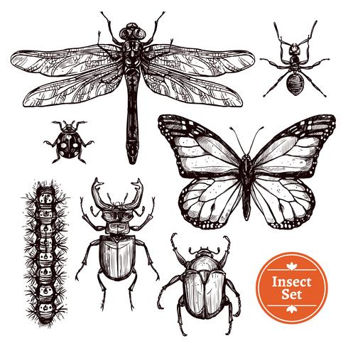 Conjunto de insectos dibujados a mano vector