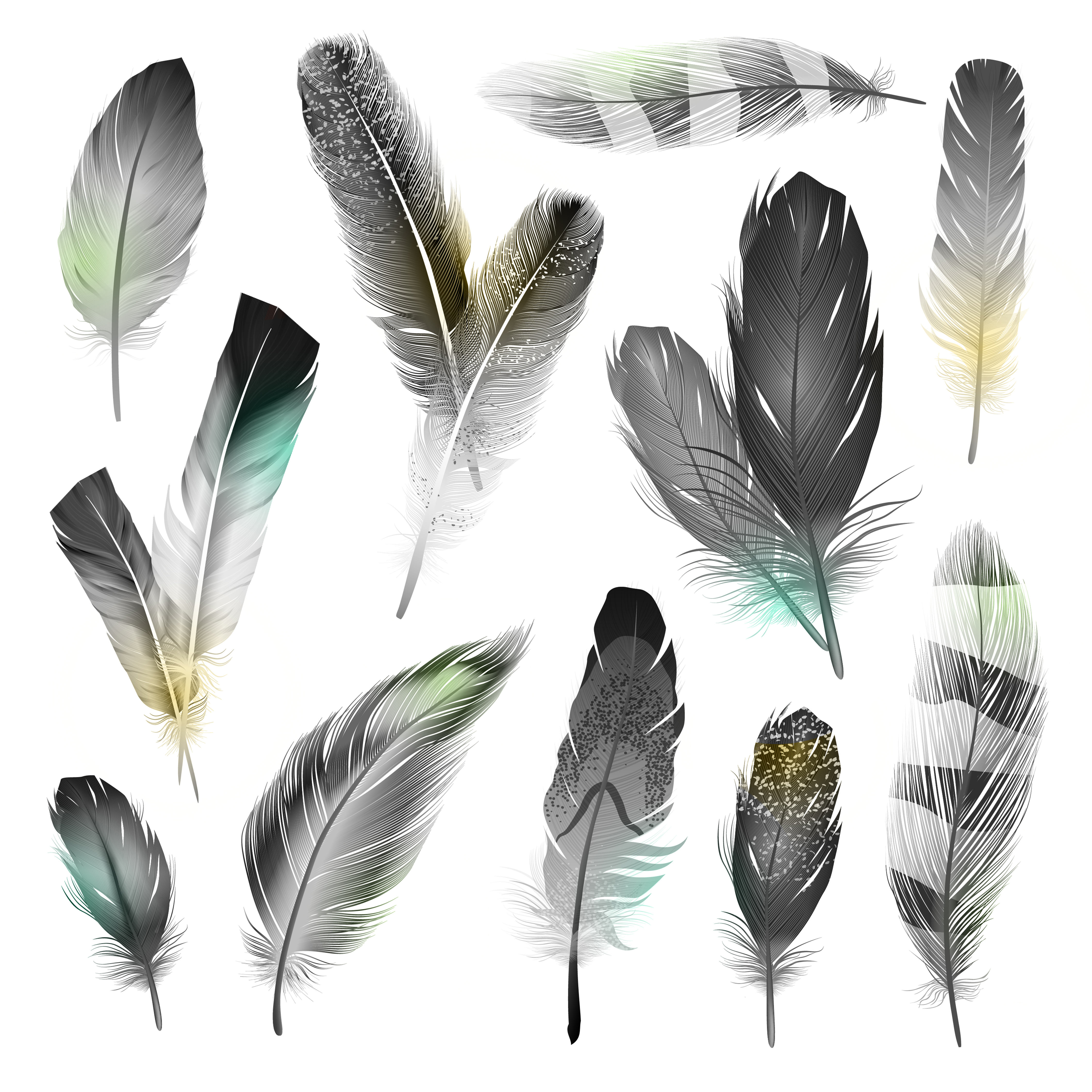 Download Black And White Feathers Set - Download Free Vectors ...