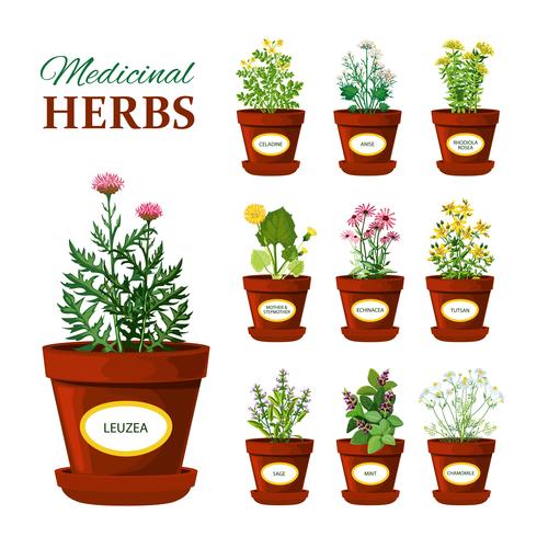 Medical Herbs In Pots With Labels vector