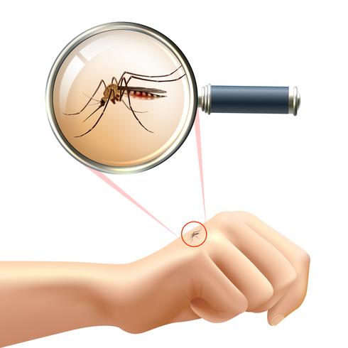 Mosquito on hand vector