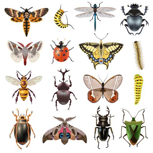 Conjunto de iconos de insectos vector