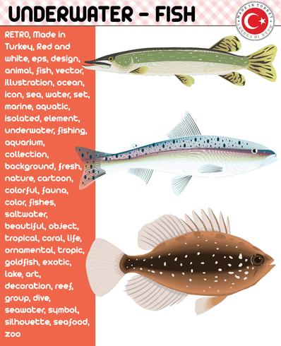 Fish, Fish Species - Underwater Life, eps vector