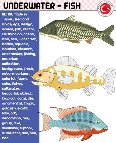 Peces, Especies de peces - Vida submarina, eps vector