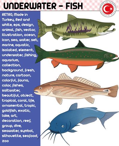 Fish, Fish Species - Underwater Life, eps vector