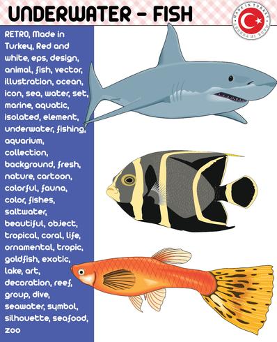 Fish, Fish Species - Underwater Life, eps vector