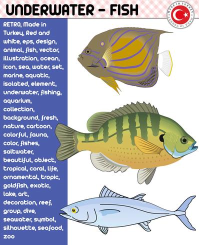 Fish, Fish Species - Underwater Life, eps vector