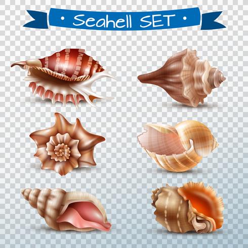 Seashell Transparent Set vector