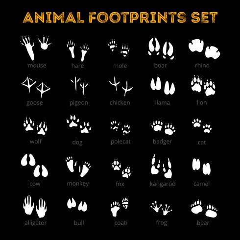 Animal Track Black Background vector