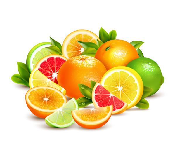 Citrus Fruits Collection Realistic Composition  vector