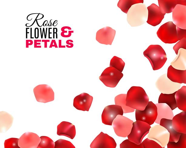 Rose Flower Petals Background vector