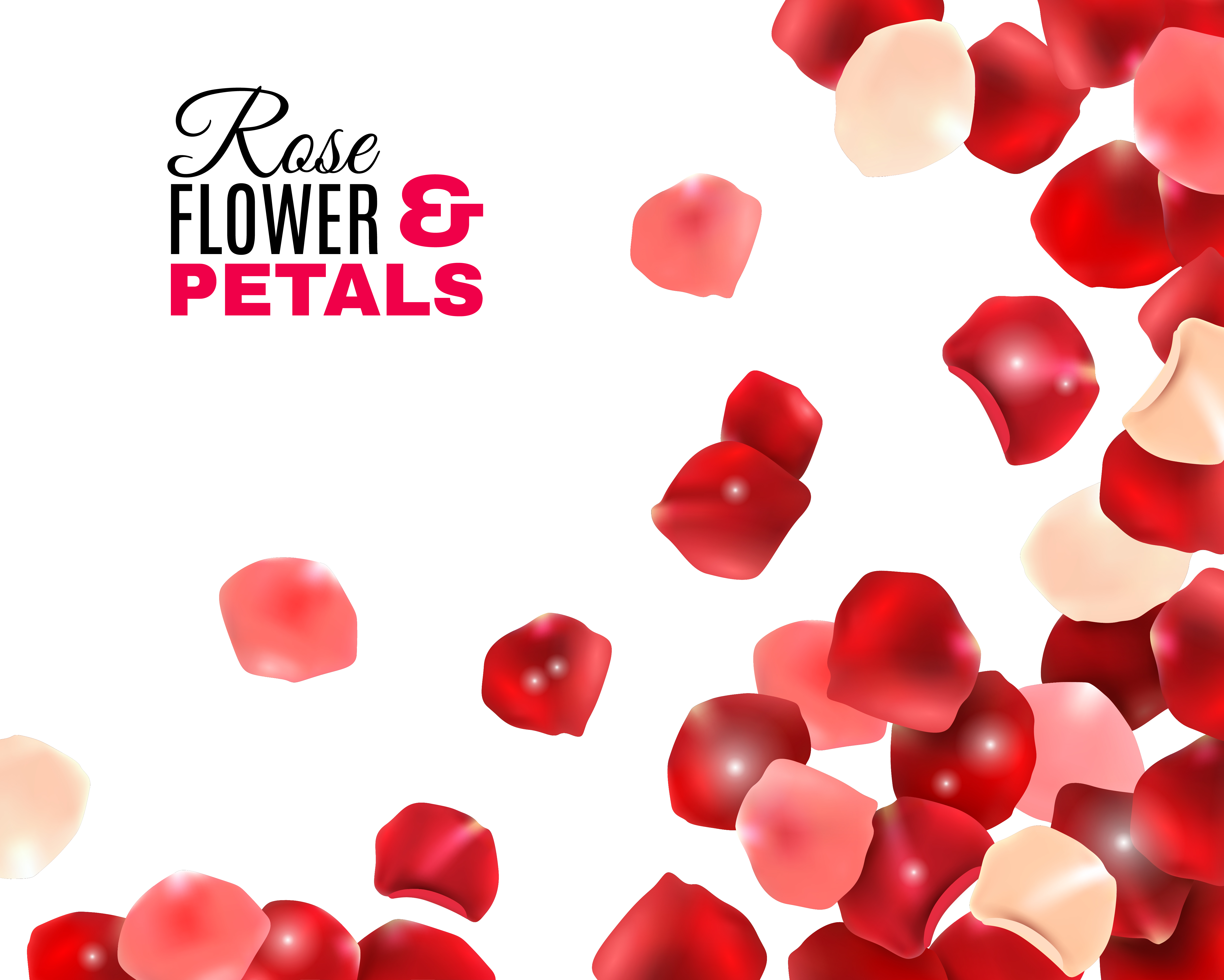 Download Rose Flower Petals Background 483126 Vector Art at Vecteezy
