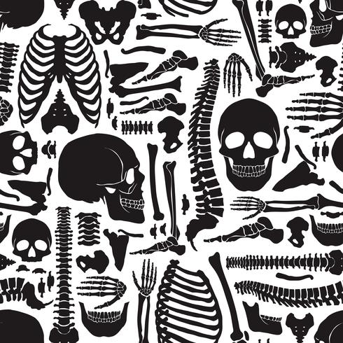 Human Bones Skeleton Pattern vector