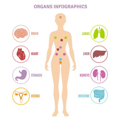 Anatomía humana órganos infografía vector