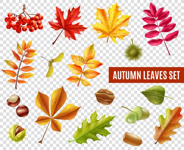 Autumn Leaves Transparent Set vector