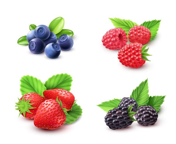 Berry Realistic Set vector