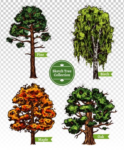 Conjunto de árbol de bosquejo de color vector