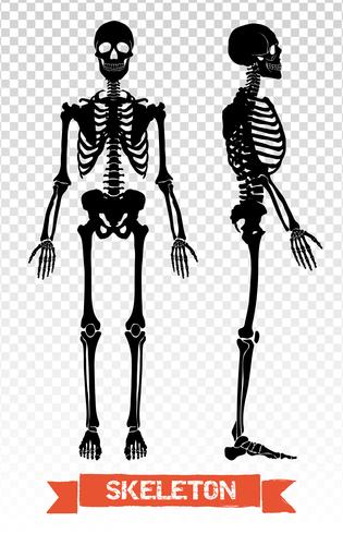 Human Skeleton Transparent Set vector