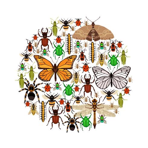 Ilustración vectorial de insectos vector