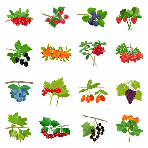 Colorful Berries Icons Set vector