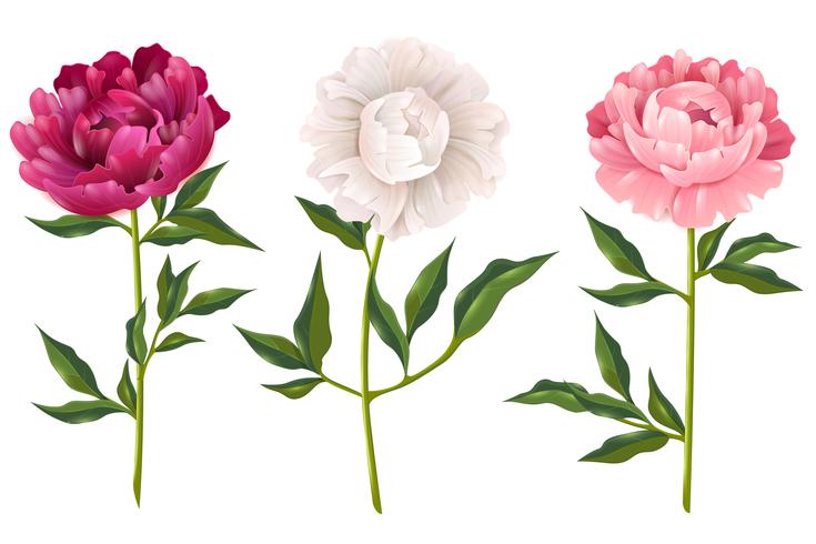 Peonies Realistic Set vector