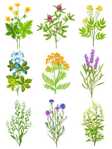 Collection Of Wild Herbs vector