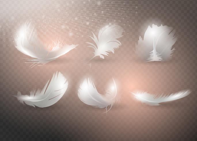 Realistic feathers. vector
