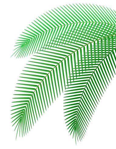 Ilustración de vector de rama de palma