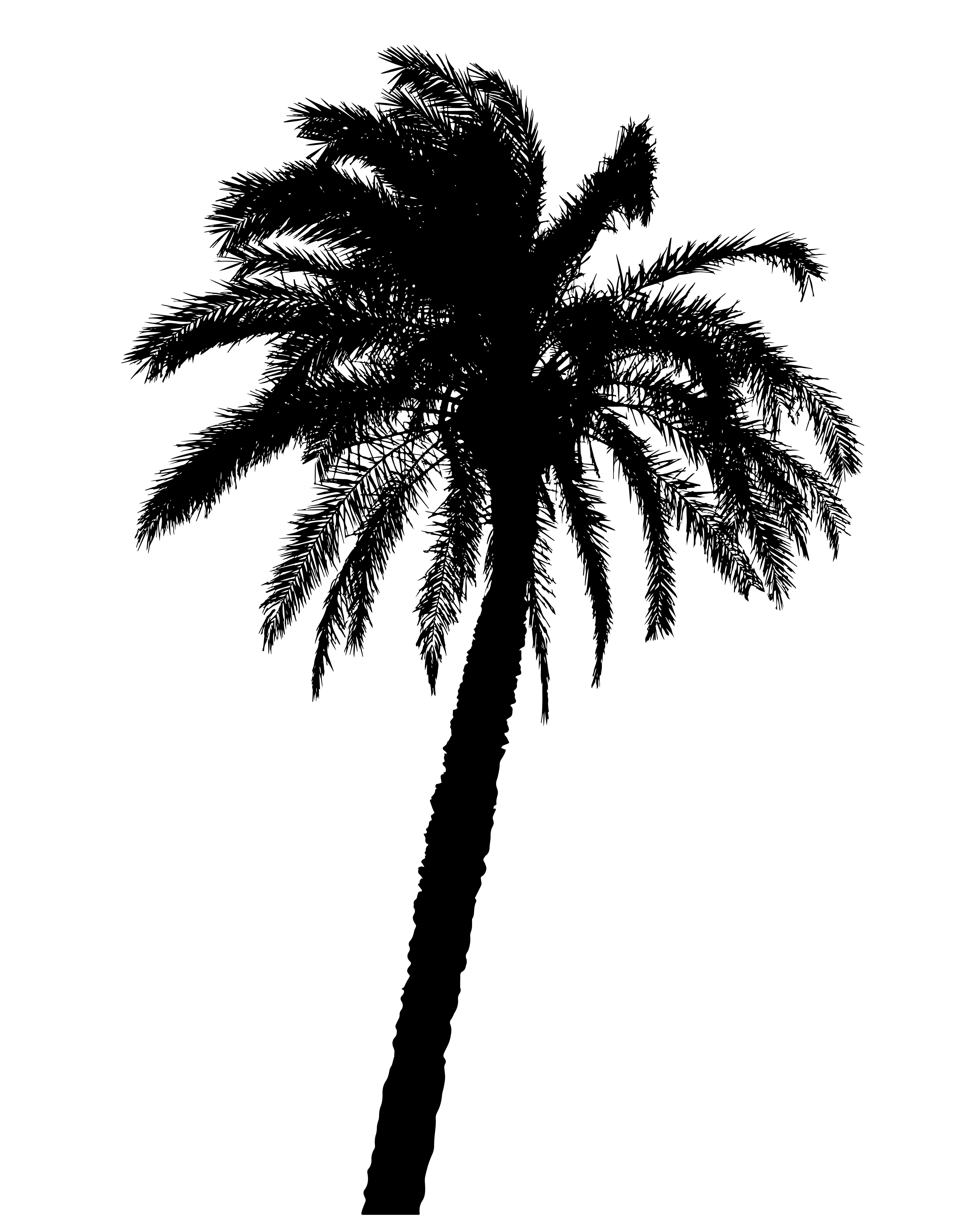 silhouette of palm trees realistic vector illustration isolated on white ba...