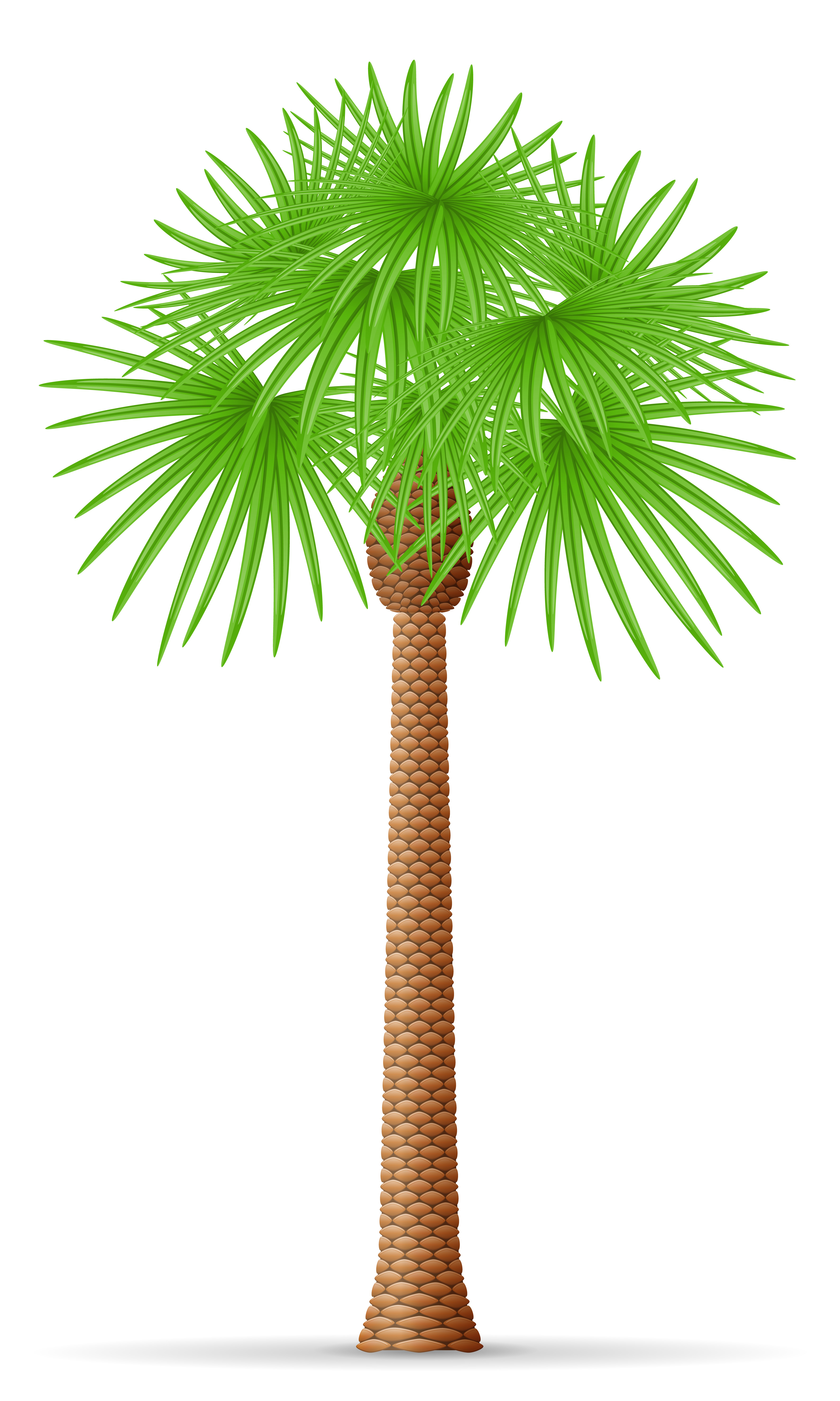  palm  tree vector  illustration Download Free Vectors 
