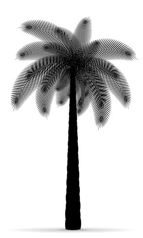 Ilustración de vector de silueta de contorno negro de árbol de Palma