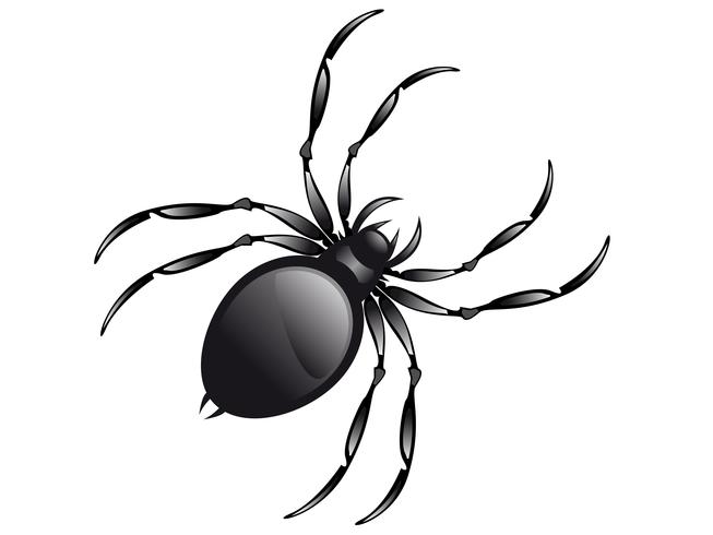 spider vector