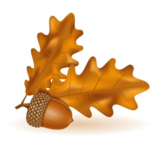 autumn oak acorns with leaves vector illustration