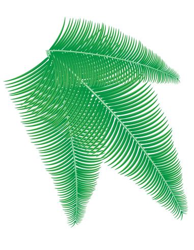palm branch vector illustration