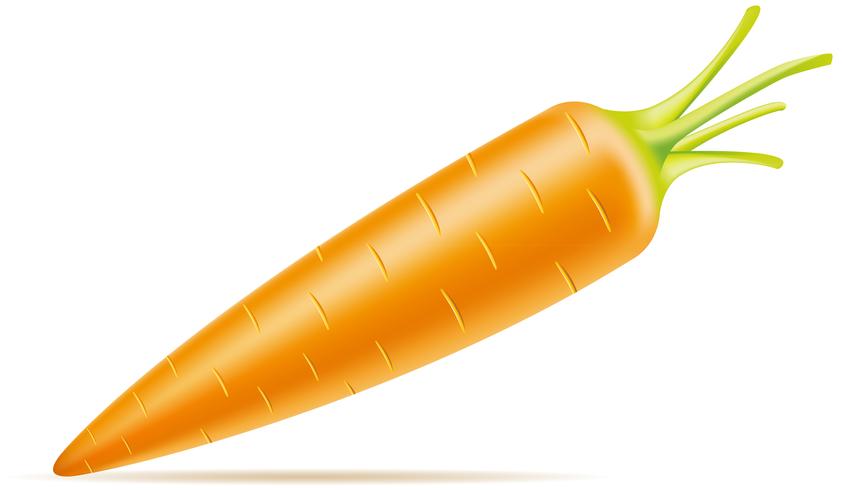 ilustración vectorial de zanahoria vector