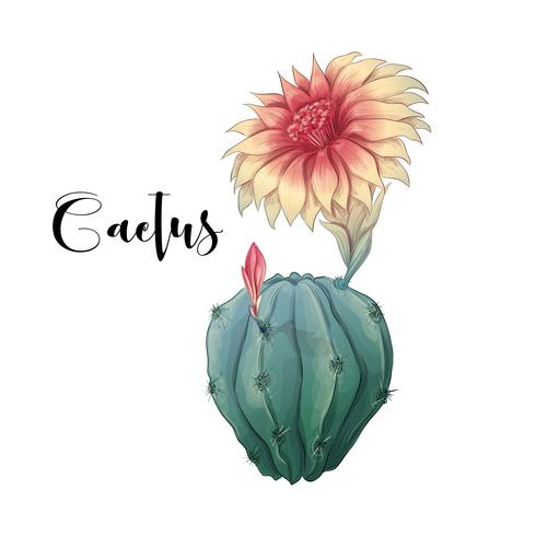 Cactus in desert vector and illustration, hand drawn style, isolated on white background.