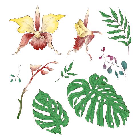 Orquídeas flores tropicales elementos florales en mano dibujar estilo. Vector