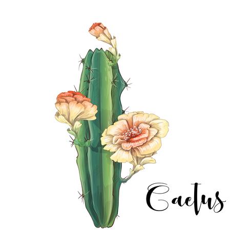 Cactus en el vector y el ejemplo del desierto, estilo dibujado mano, aislado en el fondo blanco.