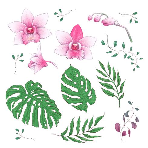 Orchid Tropical Flowers Floral Elements in hand draw Style. Vector