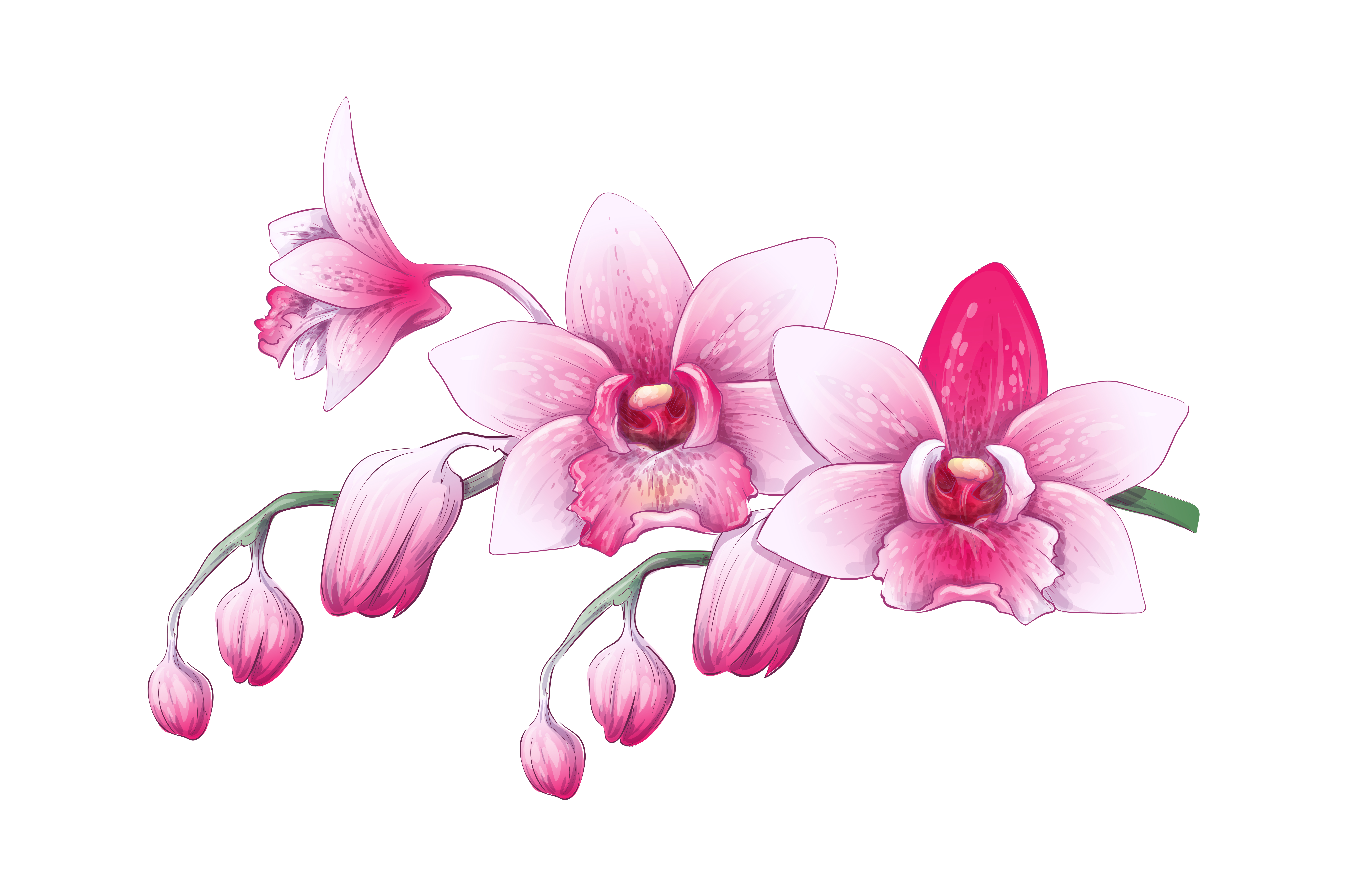 Set Phalaenopsis orchid, pink, red flowers on white background, digital