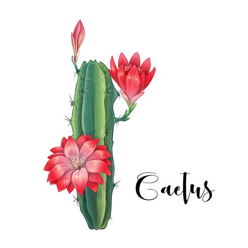 Cactus en el vector y el ejemplo del desierto, estilo dibujado mano, aislado en el fondo blanco.