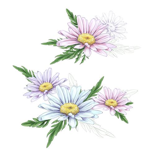 Daisy flower drawing. Vector hand drawn engraved floral set. Chamomile black ink sketch.