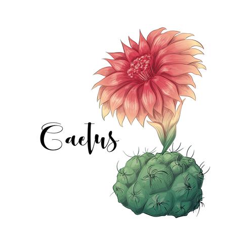Cactus in desert vector and illustration, hand drawn style, isolated on white background.