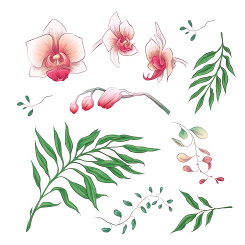 Orquídeas flores tropicales elementos florales en mano dibujar estilo. Vector