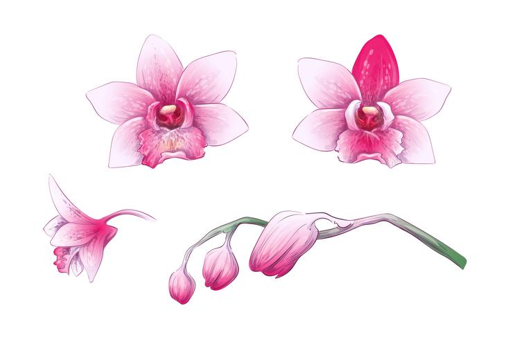 Set Phalaenopsis orchid, pink, red flowers on white background, digital draw tropical plant vector