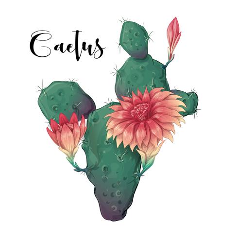 Cactus in desert vector and illustration, hand drawn style, isolated on white background.